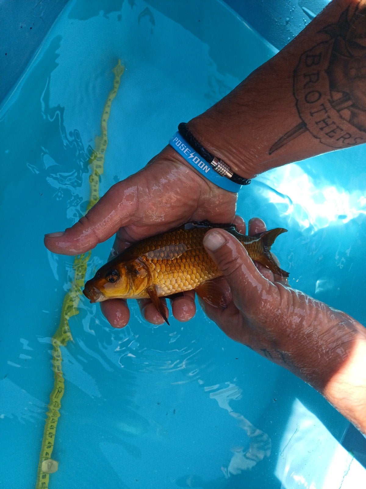 Chagoi, Karper of Koi