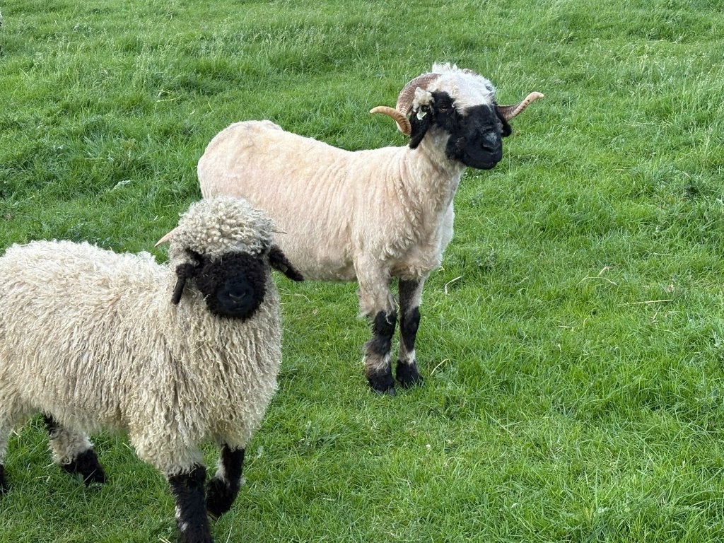 Lieve Walliser Schapen van zorgboerderij (zwoegervrij)., Vrouwelijk, Schaap, 0 tot 2 jaar