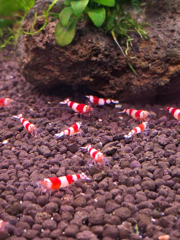 Crystal red caridina garnalen, Kreeft, Krab of Garnaal