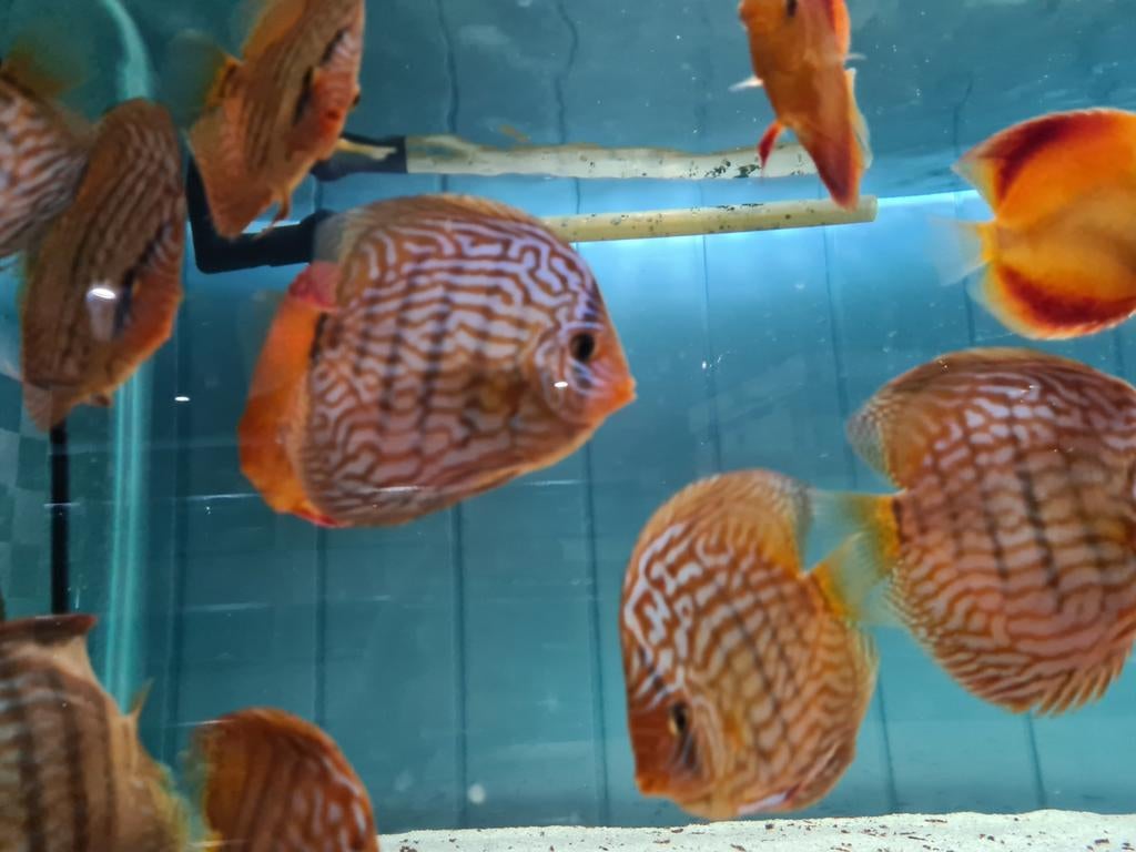 Blue Turqouise Discus, Symphysodon Discus, Dieren en Toebehoren, Vis, Zoetwatervis