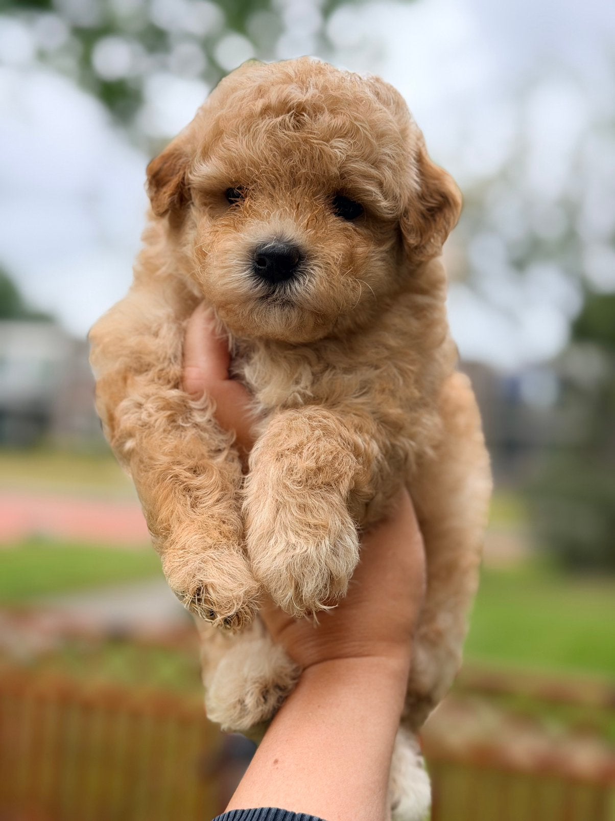 Prachtige maltipoo pup te koop!, Dieren en Toebehoren, Parvo, Overige rassen, 8 tot 15 weken, Meerdere
