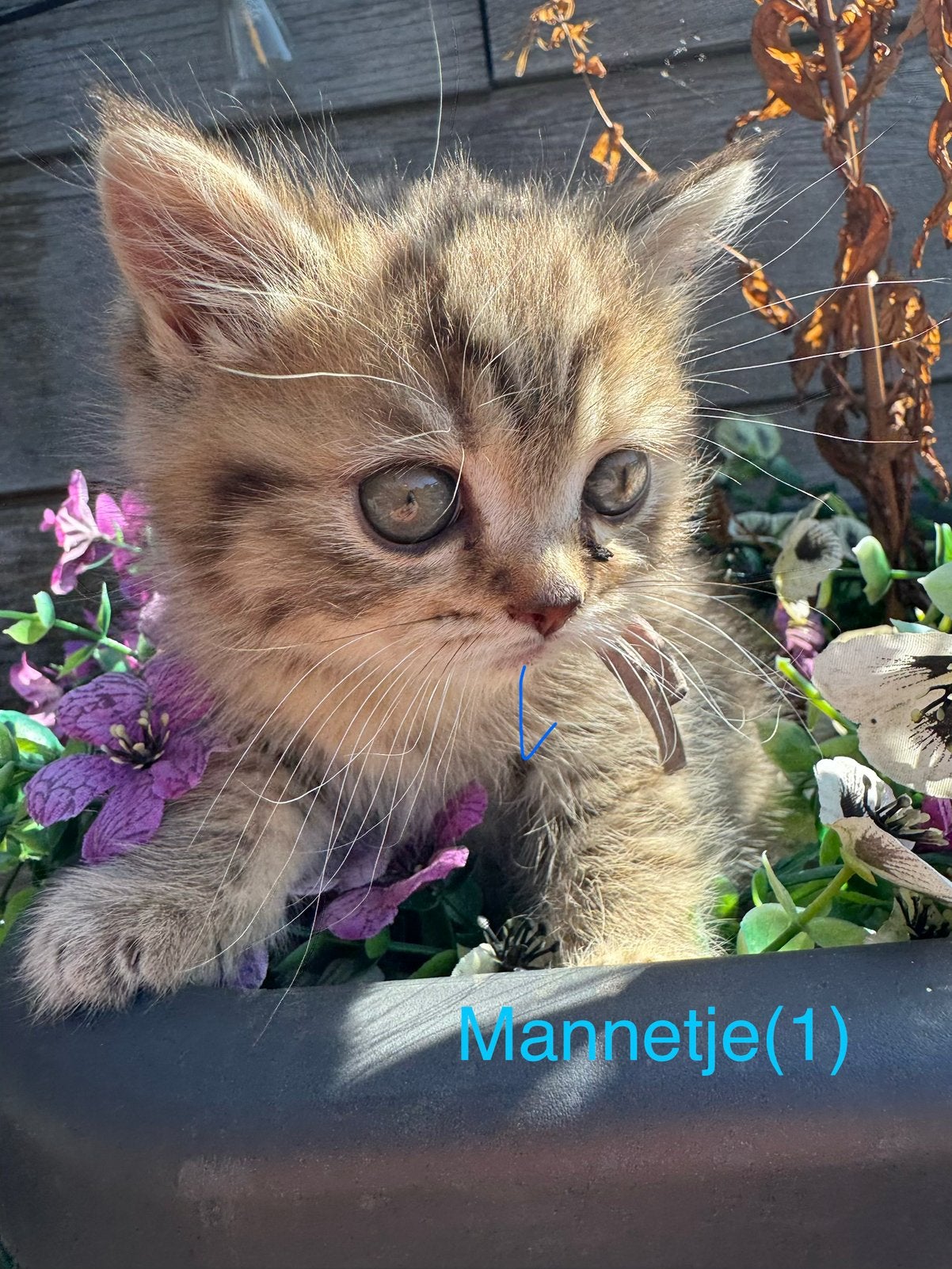 British Shorthair Kittens Tabby, Meerdere dieren, 0 tot 2 jaar