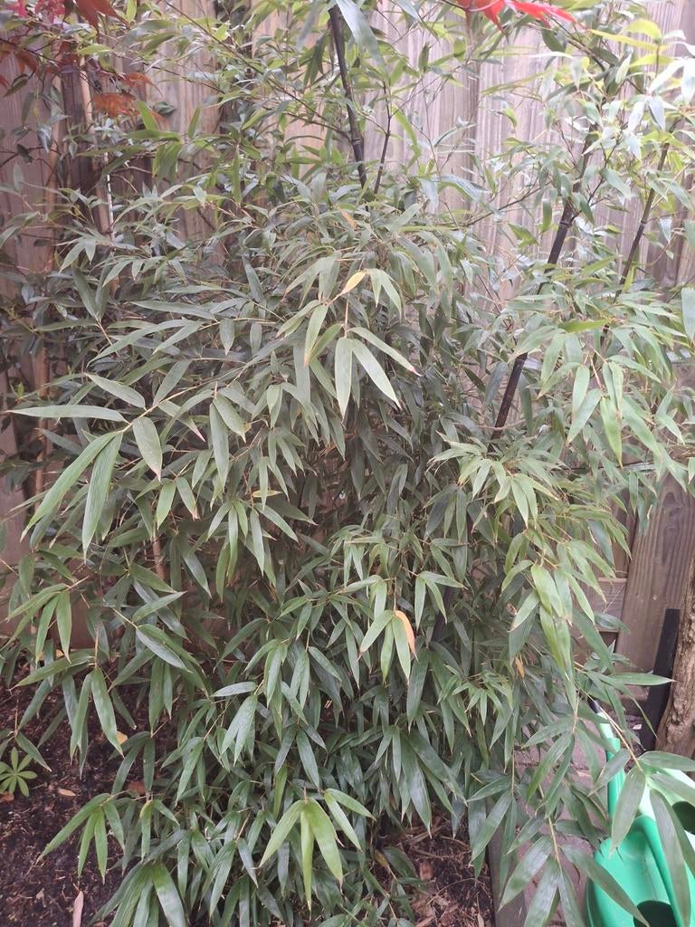 Zwarte bamboe. Gratis., Tuin en Terras, Ophalen, Bloeit niet, Overige soorten, Halfschaduw