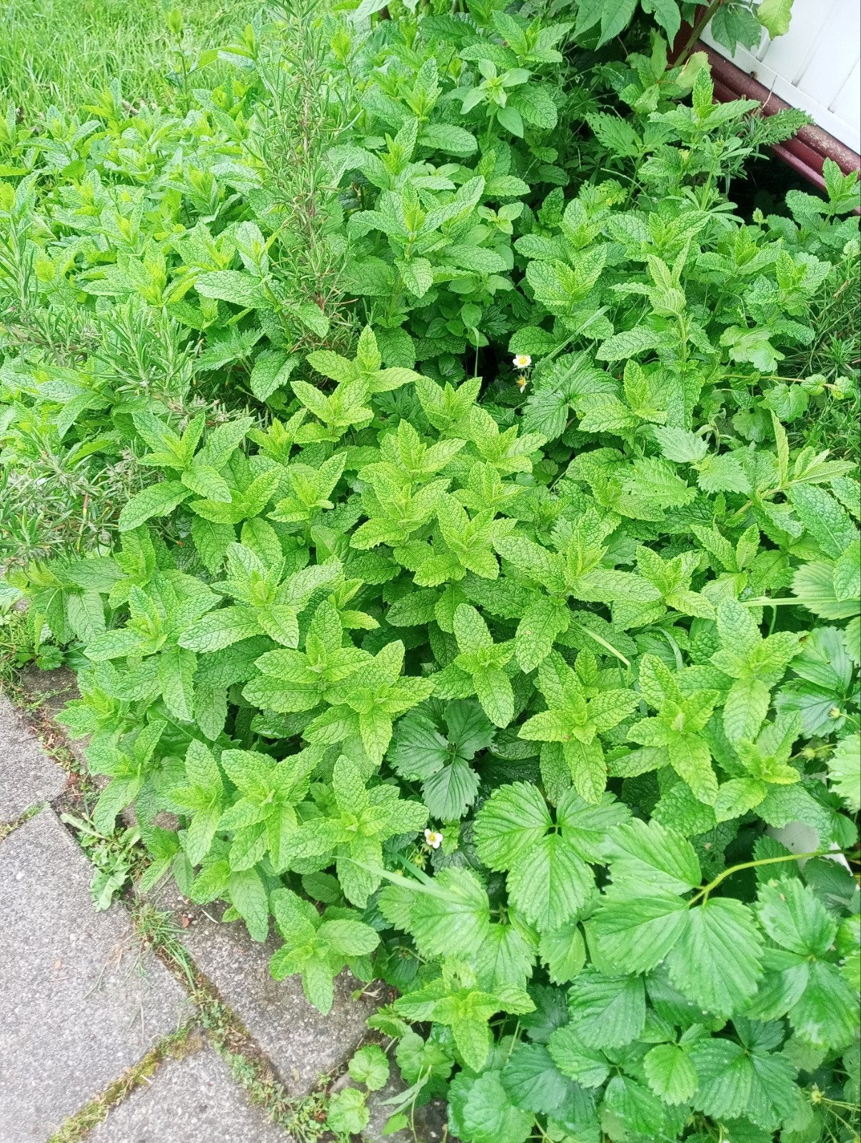 Verse munt, Tuin en Terras, Planten | Tuinplanten, Ophalen of Verzenden, Kruiden, Volle zon