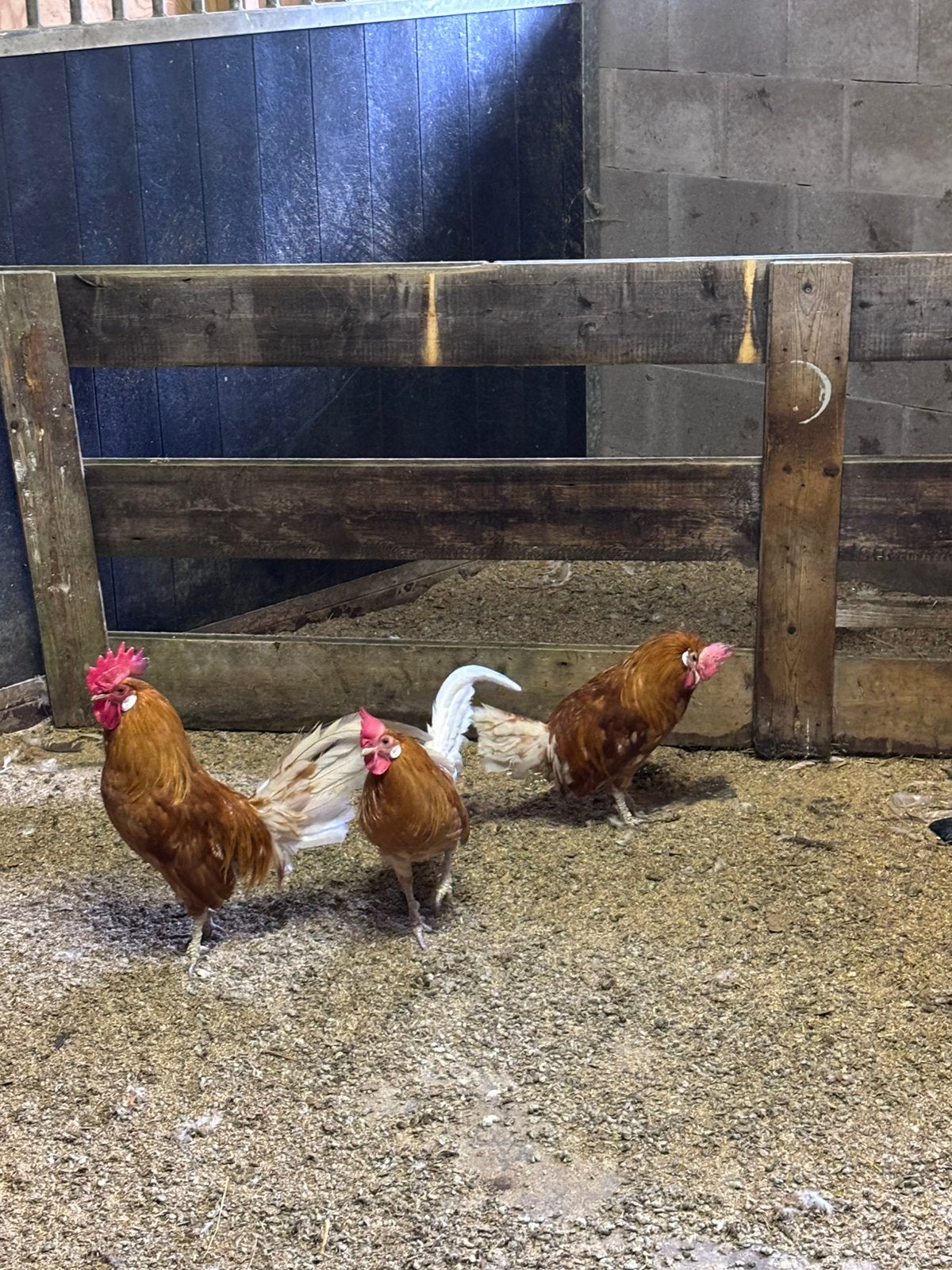 2 goudbrakel hanen gratis af te halen, Mannelijk, Kip