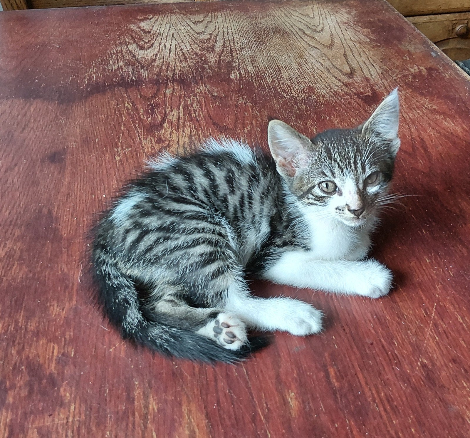 Kittens te koop, Dieren en Toebehoren, Kater, Kortharig, 0 tot 2 jaar