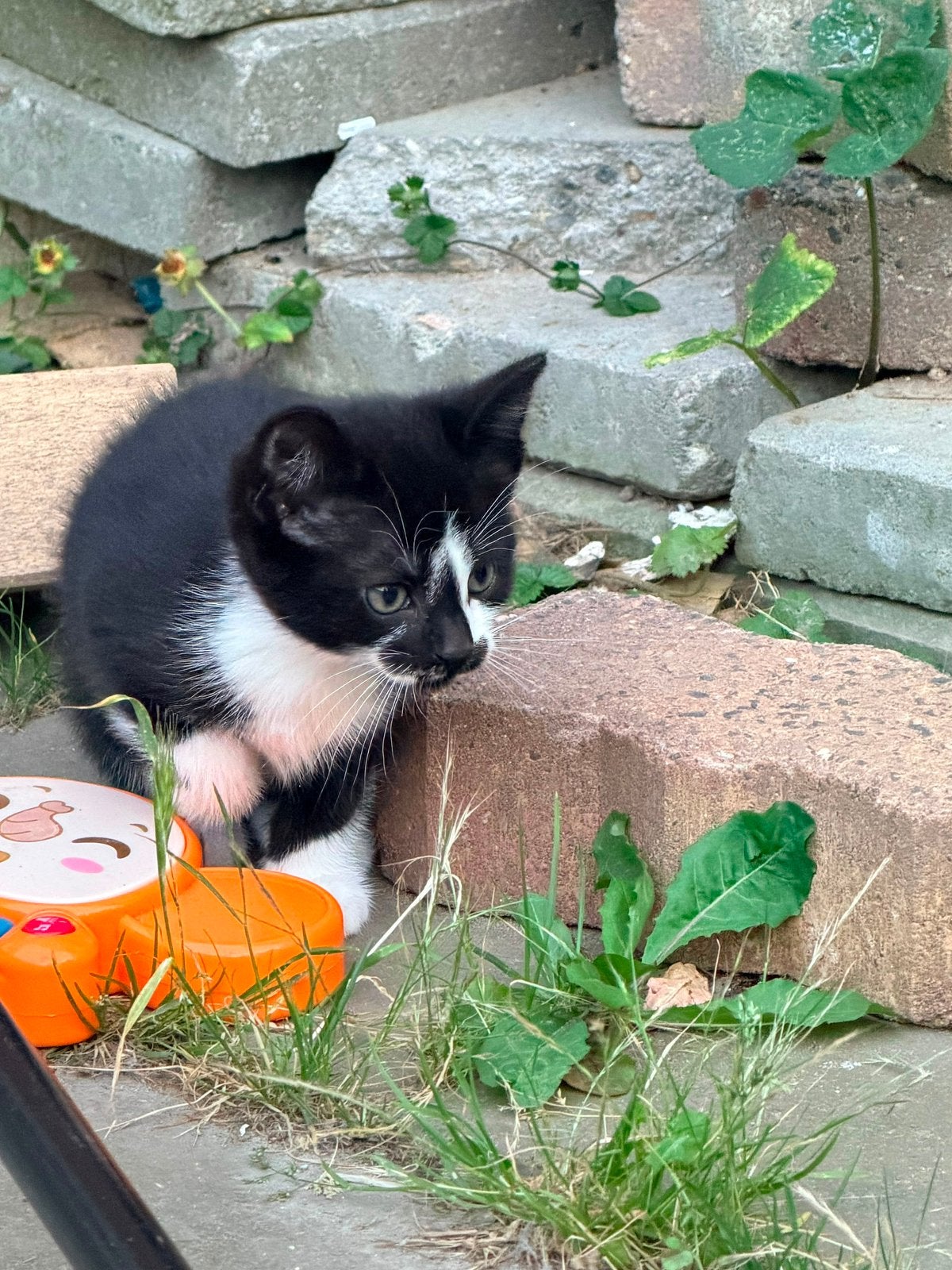 Kittens mogen weg vanaf 24-07, Meerdere dieren, Kortharig, 0 tot 2 jaar