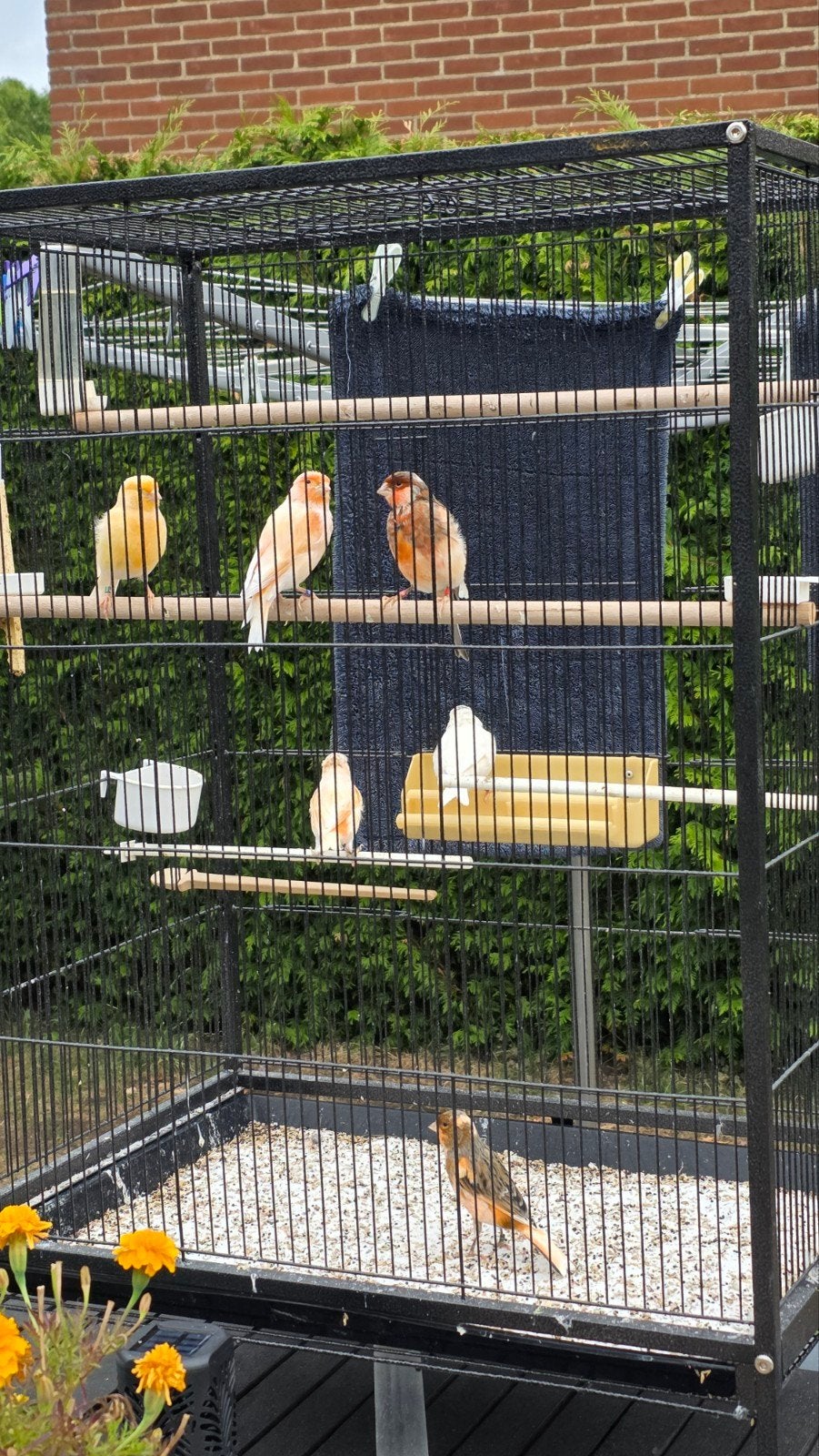 harlekijn laaste kan verhuizen 6 stuks 78 euro, Meerdere dieren, Postuurkanarie