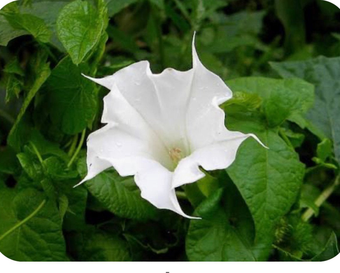 Datura plantjes wit !!, Overige soorten, Volle zon, Ophalen of Verzenden, Tweejarig
