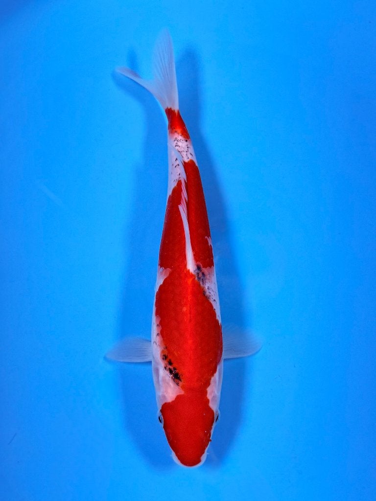 HQ Goshiki | Conias Tateshita Tosai | 25-30 cm, Karper of Koi