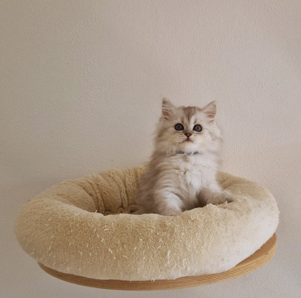 Siberisch X Perzisch Kittens, Meerdere dieren, Ingeënt