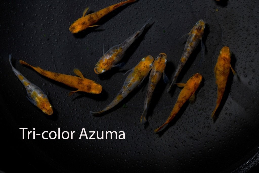 Azuma Tri-color Medaka Volwasssen +/-3cm, Dieren en Toebehoren, Vissen | Aquariumvissen, Vis, Zoetwatervis