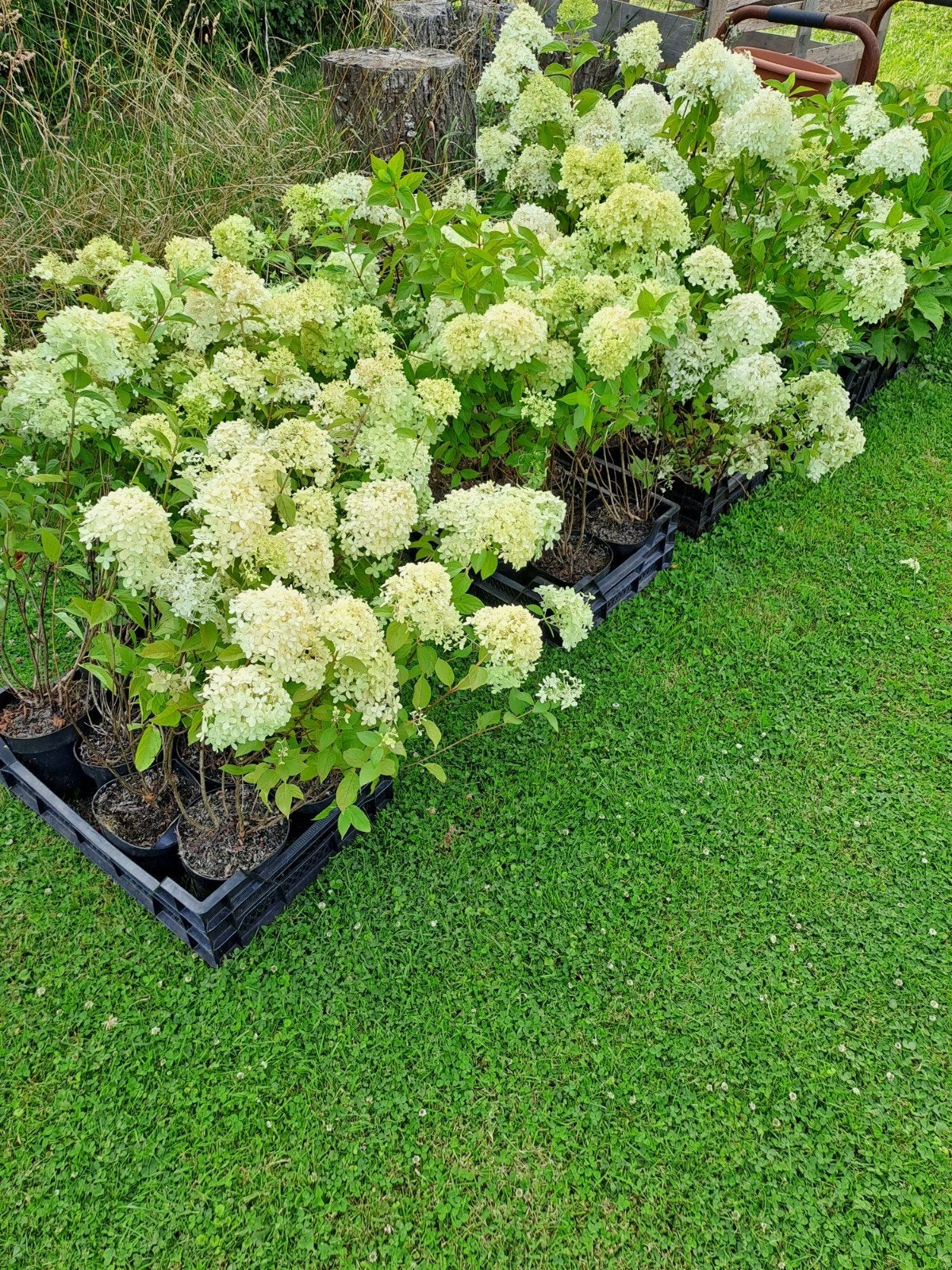 Limelight pluimhortensia's - OP=OP aanbieding!, Ophalen
