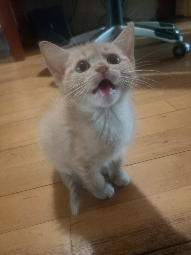 Kittens te koop, Dieren en Toebehoren, Katten en Kittens | Overige Katten, Meerdere dieren, Kortharig, 0 tot 2 jaar