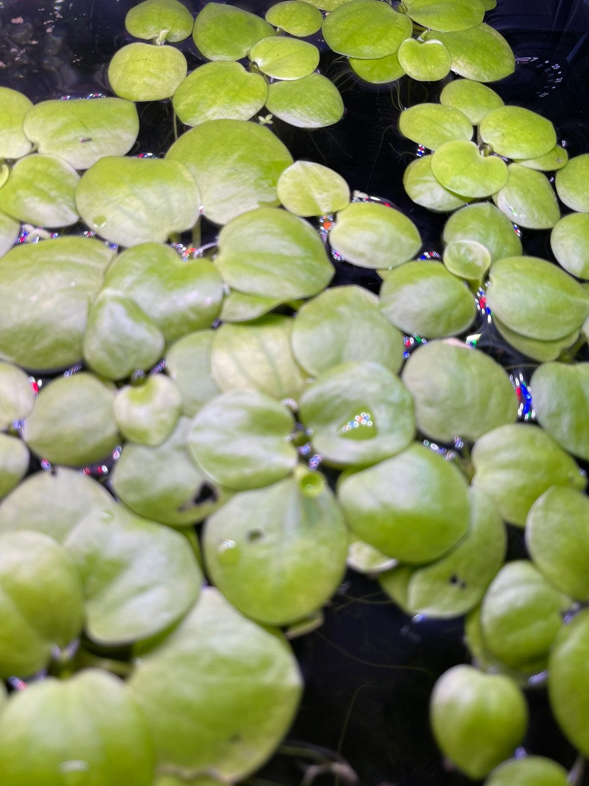 Amazone kikkerbeet, Limnobium Laevigatum aquarium drijfplant, Ophalen of Verzenden, Inclusief planten, Nieuw, Plant(en), Steen of Hout
