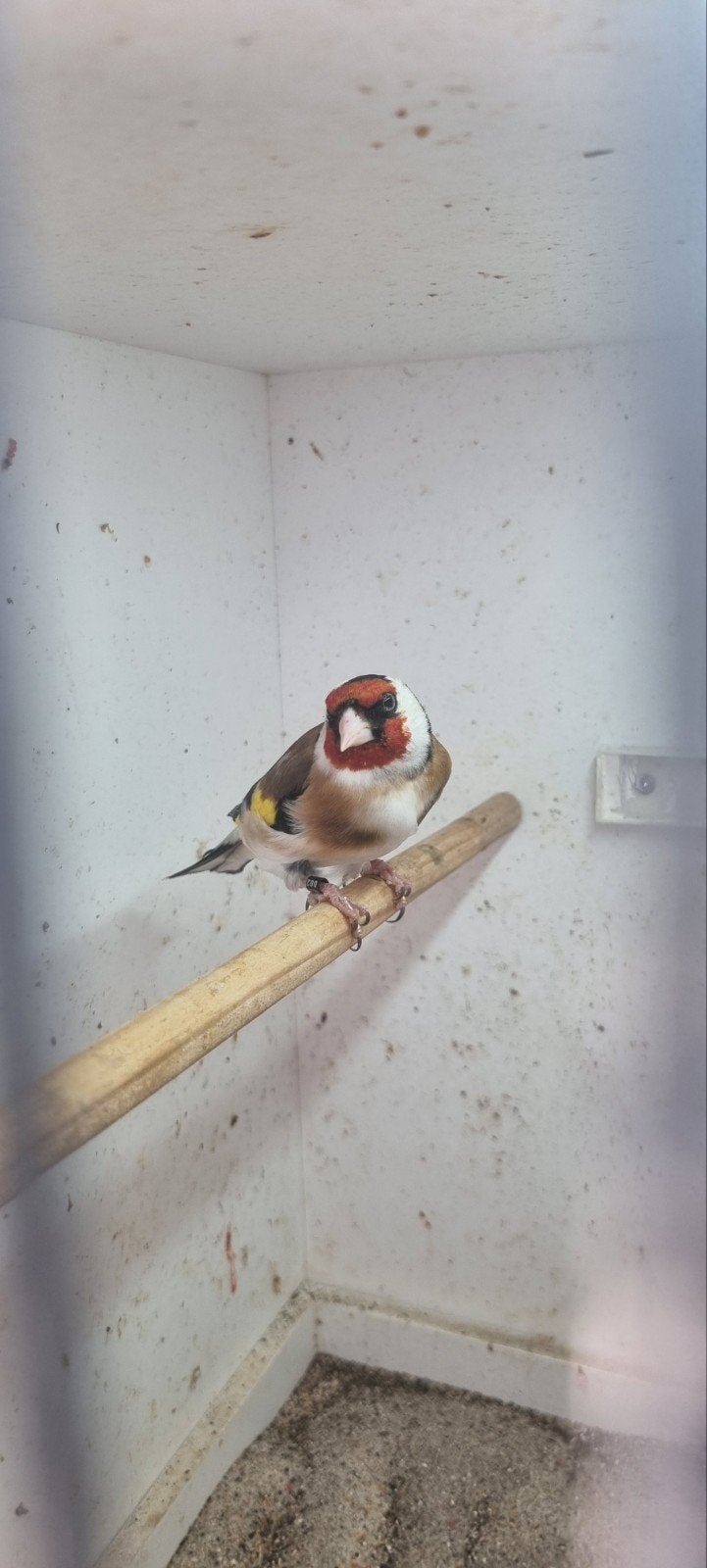 Kultuur vogels major putter, Dieren en Toebehoren, Vogels | Kanaries, Mannelijk, Postuurkanarie