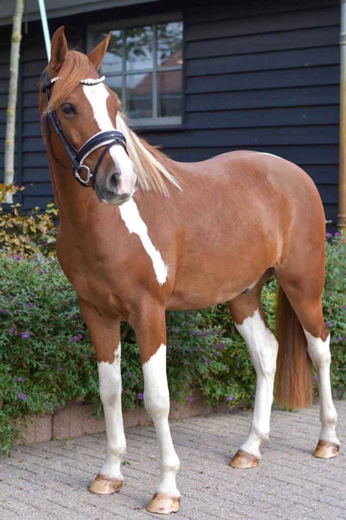 Bonte D pony  ruin 1,47, Gechipt, Ruin, Springpony, L