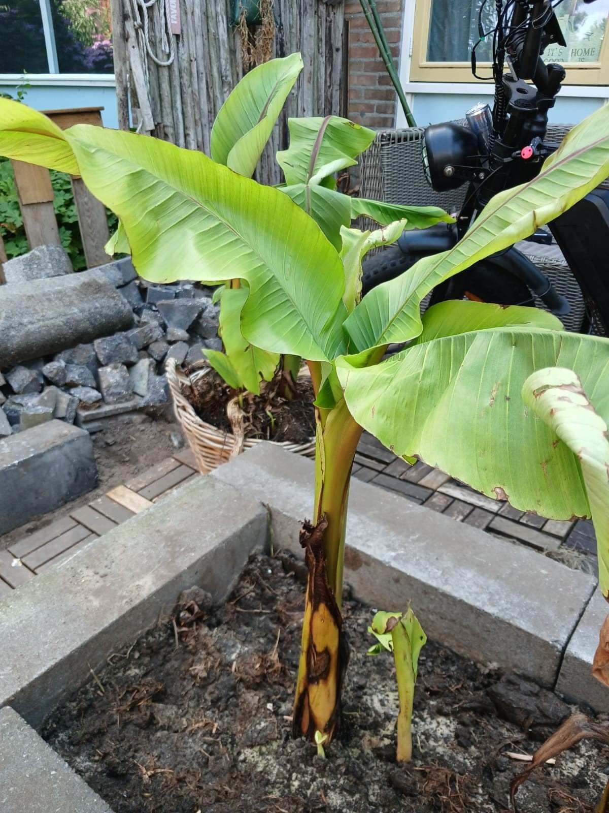 Musa Basjoo Winterharde Bananenplant - Diverse Hoogtes, Ophalen of Verzenden