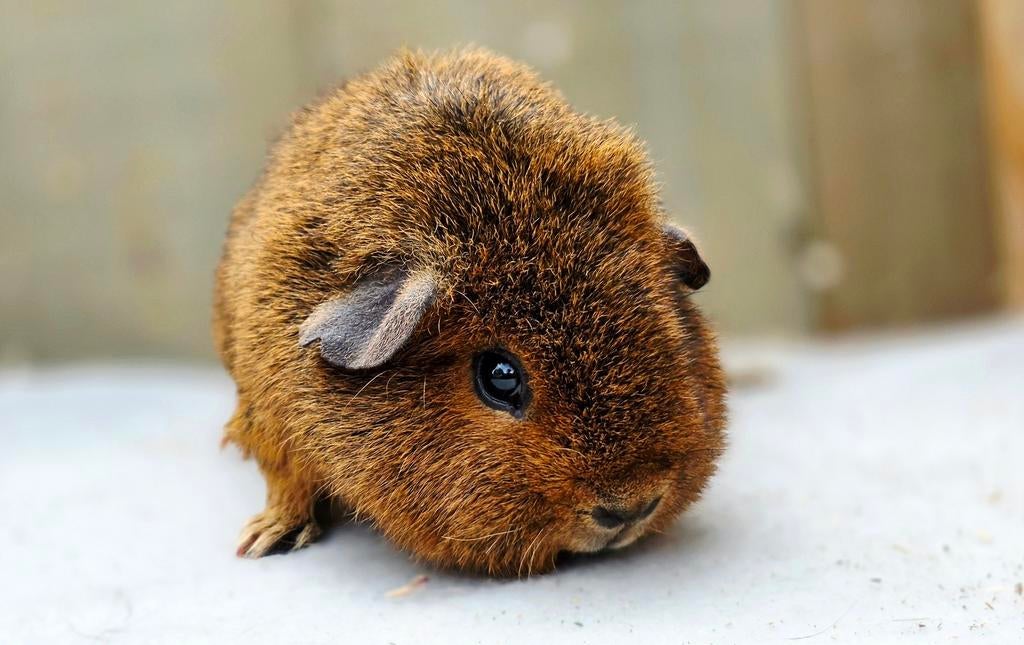 Us teddy en gladhaar cavia zusjes, Dieren en Toebehoren, Cavia, Vrouwelijk, Januari, Tam