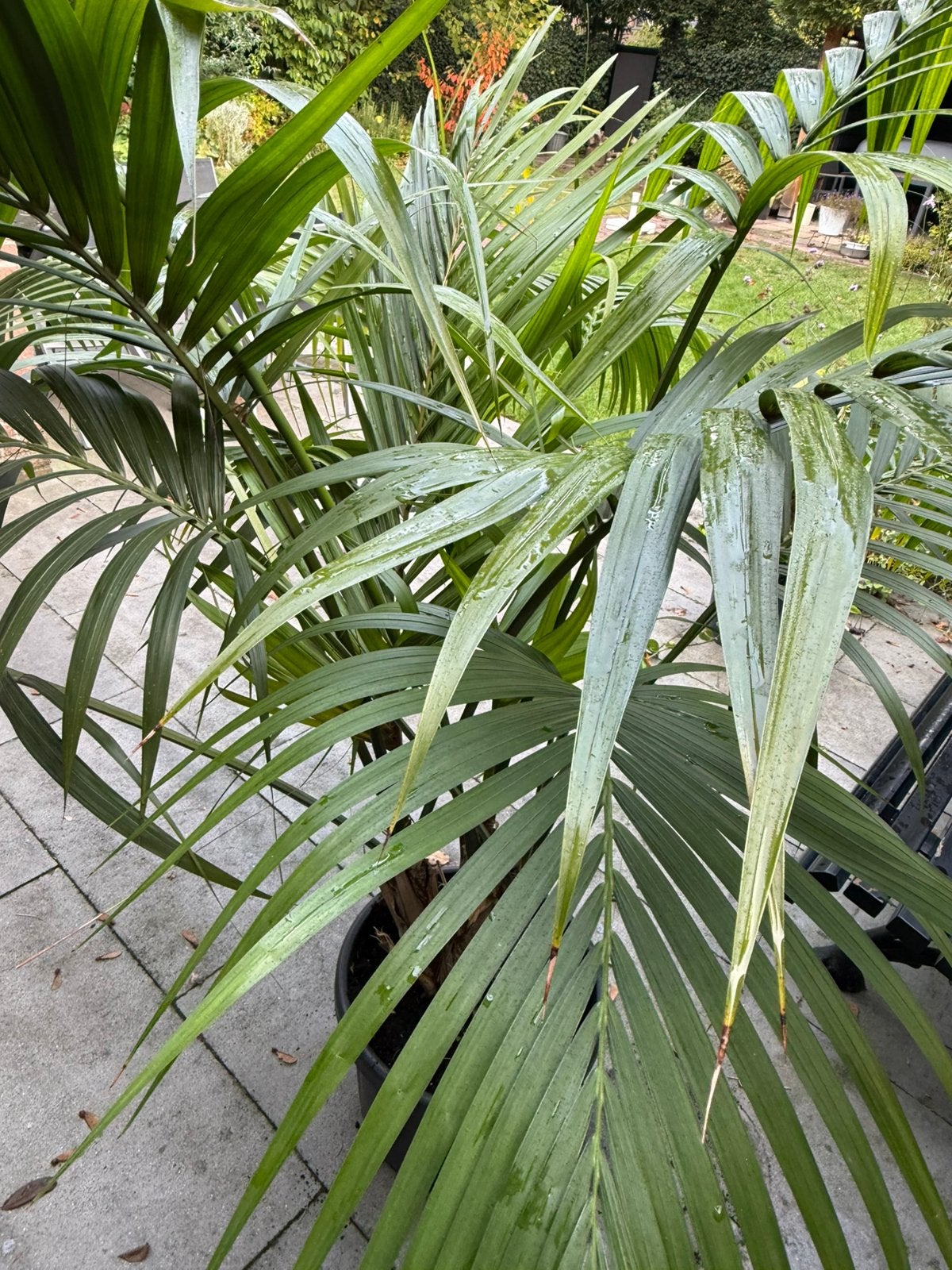 Palm, Ophalen, Palm, Halfschaduw, In pot
