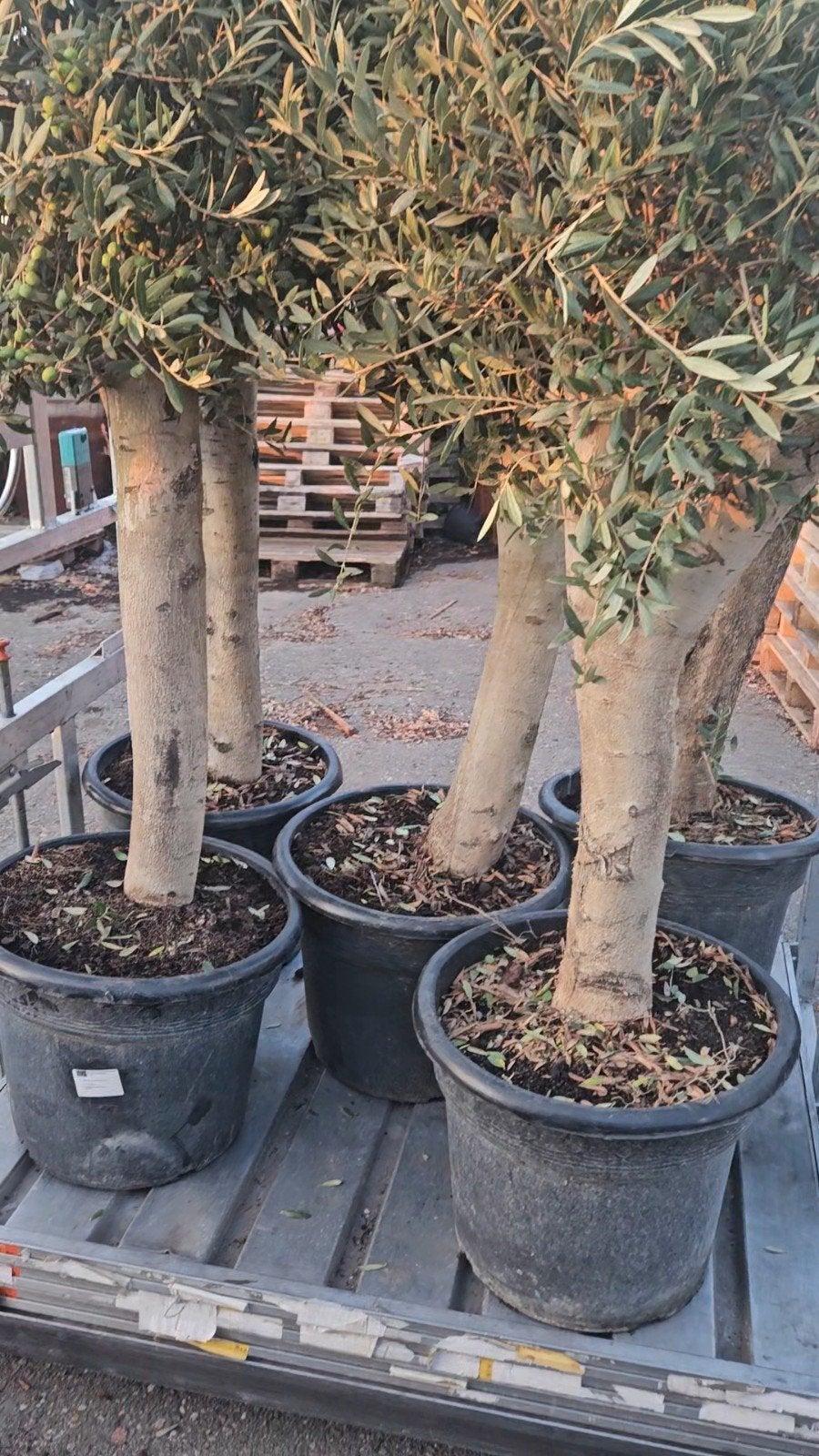Olijfbomen dikke stam: 125 euro,  gratis bezorgd Hilversum, Volle zon, Ophalen of Verzenden, 100 tot 250 cm, Olijfboom
