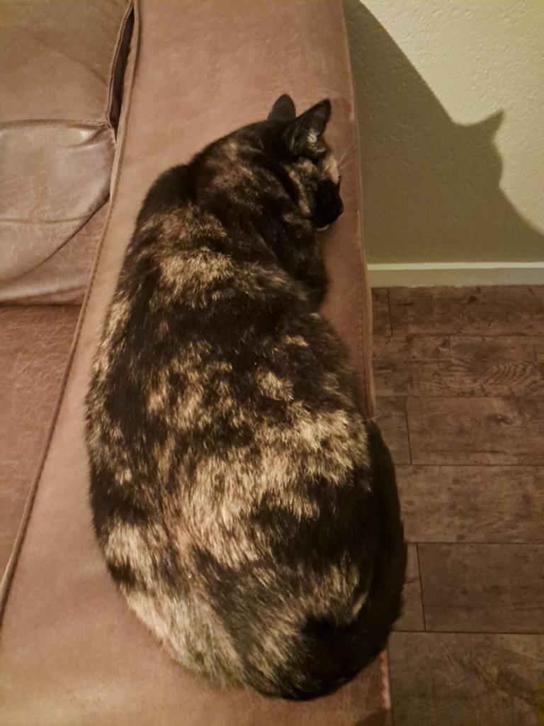 Nestaankondiging, Meerdere dieren