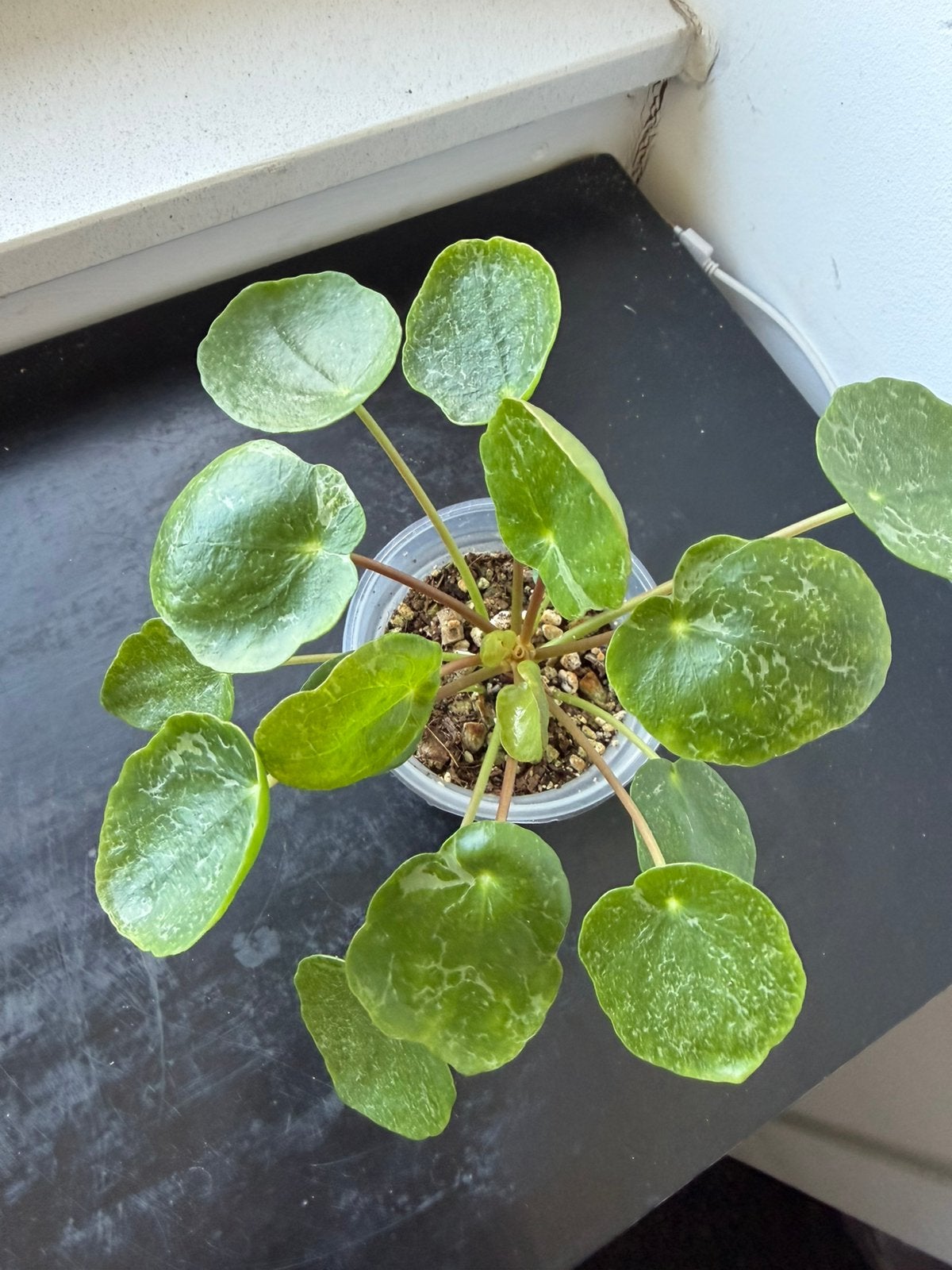 pilea peperomioides Sugar, Huis en Inrichting, Ophalen, Halfschaduw, Minder dan 100 cm
