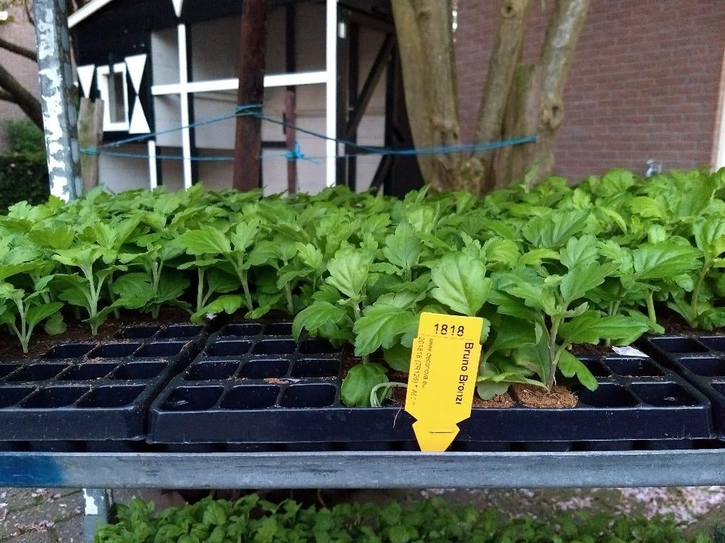 Chrysanten stekjes te koop, Tuin en Terras, Volle zon, Eenjarig, Herfst, Ophalen