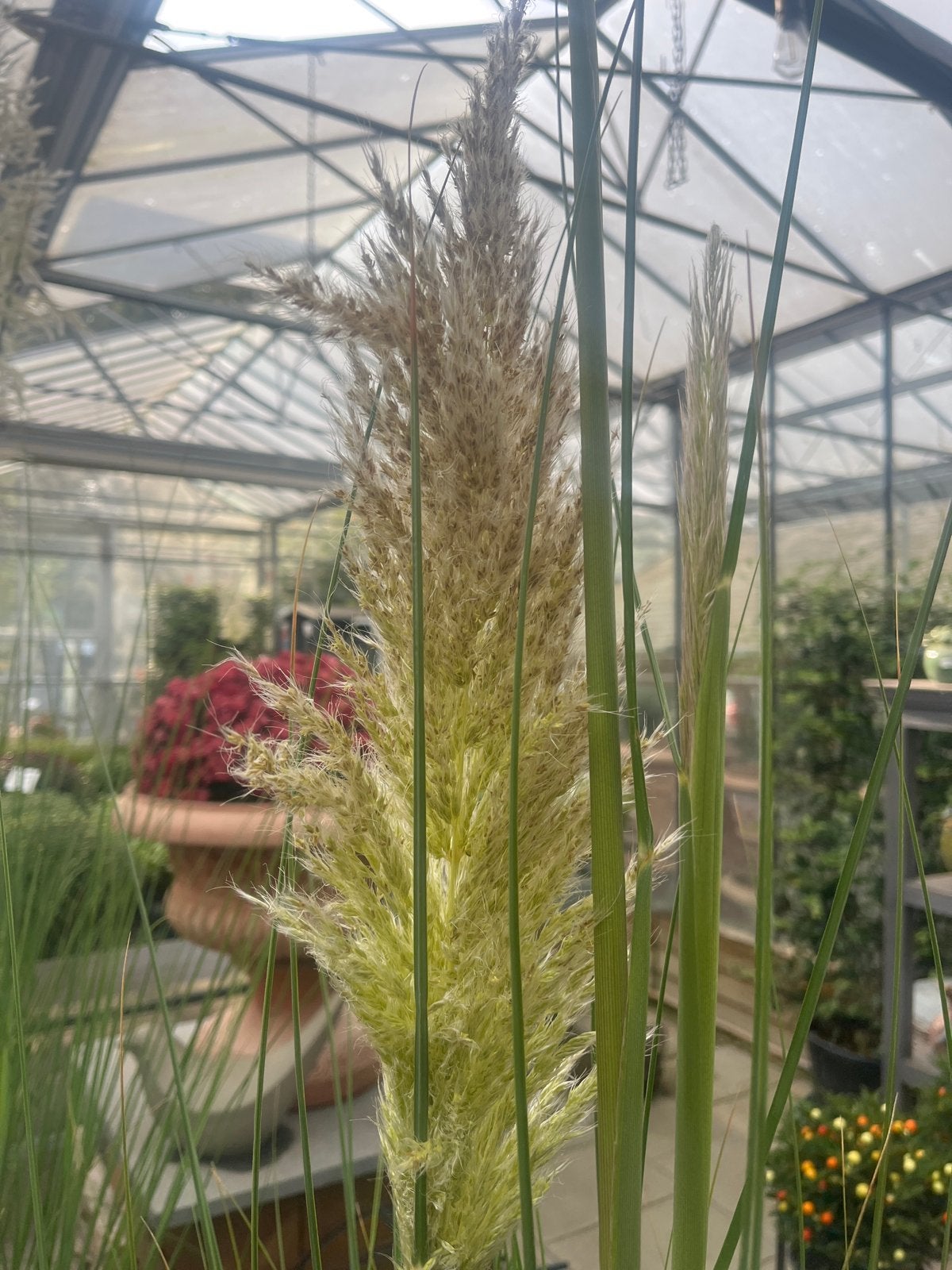 Winterhard Pampasgras (Cortaderia selloana Pumila), Tuin en Terras, Volle zon, Vaste plant, Siergrassen, Ophalen of Verzenden