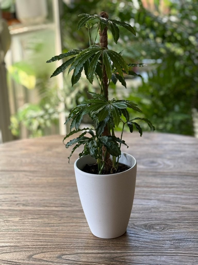 Anthurium Polyschistum, Ophalen of Verzenden, Halfschaduw, Minder dan 100 cm