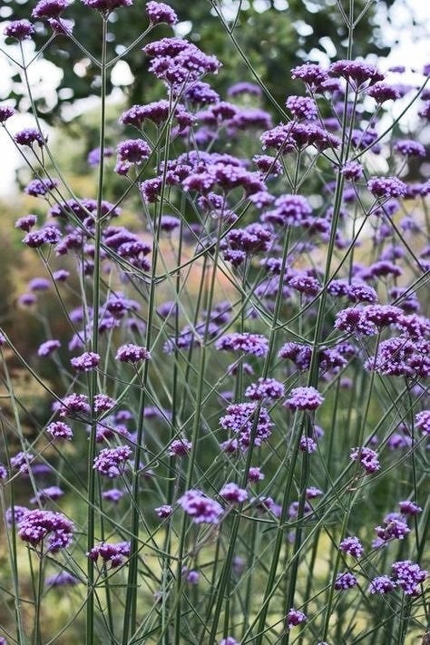 Verbena bonariensis( ijzerhard ), Tuin en Terras, Volle zon, Vaste plant, Zomer, Ophalen