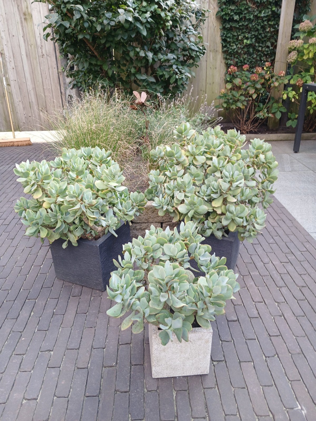 Crassula's Arborescens voor terras, veranda of serre, Ophalen of Verzenden