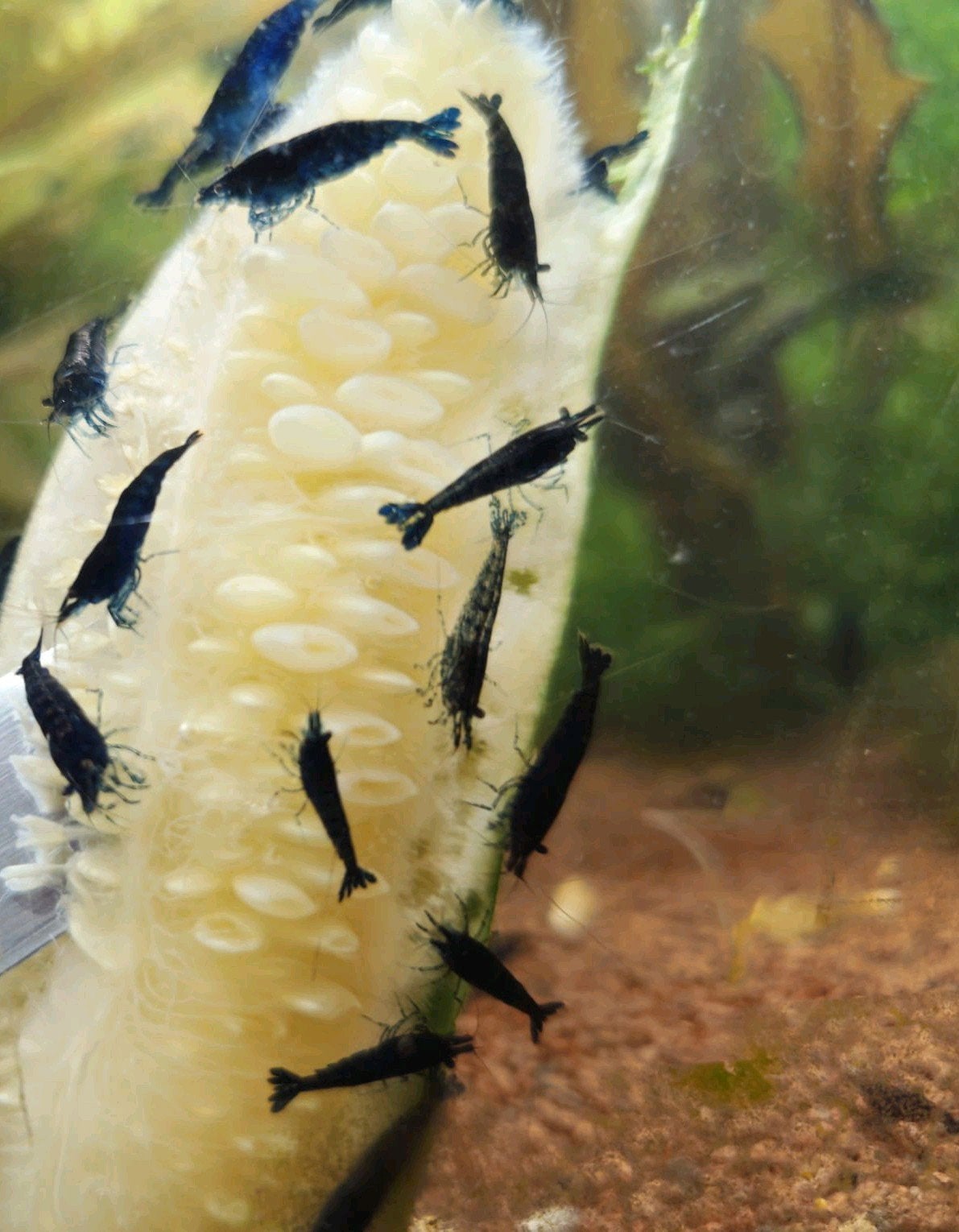 Blue Sapphire garnalen, Dieren en Toebehoren, Vissen | Aquariumvissen, Kreeft, Krab of Garnaal