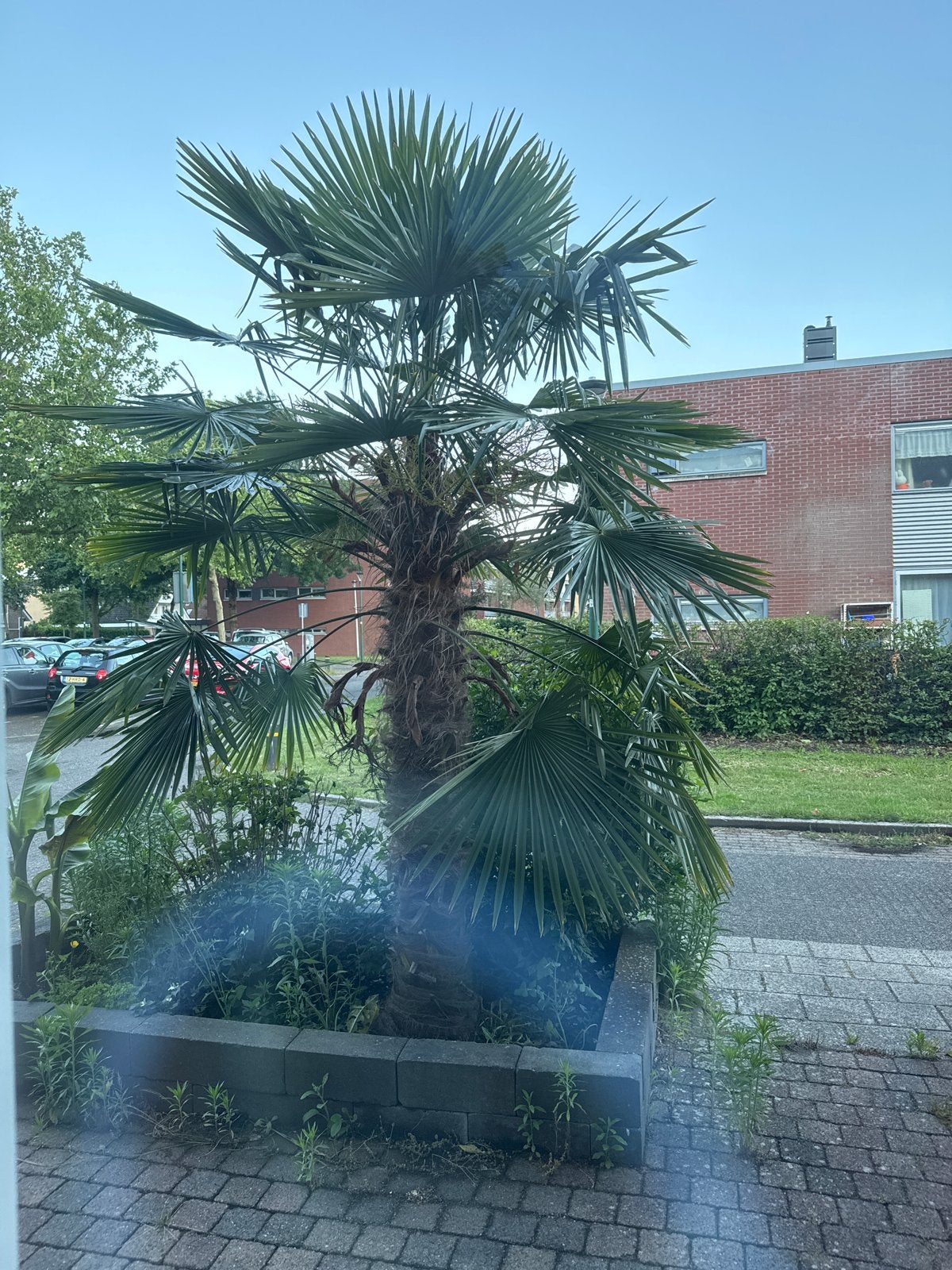 Grote Palmboom (Palm Tree ~3m), Volle zon, Vaste plant, Bloeit niet, Ophalen