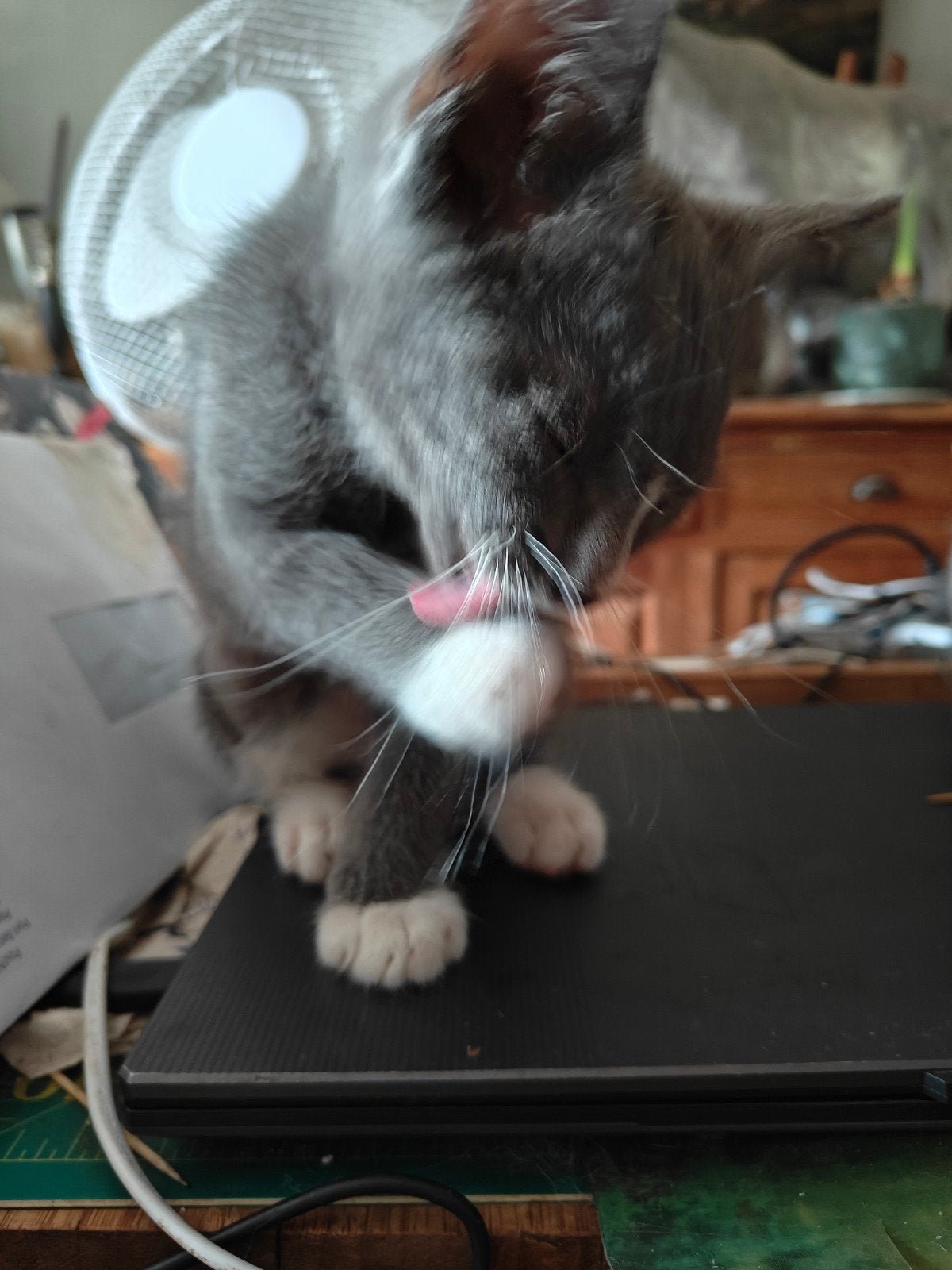 Kittens, Grijs met wit, Dieren en Toebehoren, Katten en Kittens | Overige Katten, Kater, Kortharig, 0 tot 2 jaar