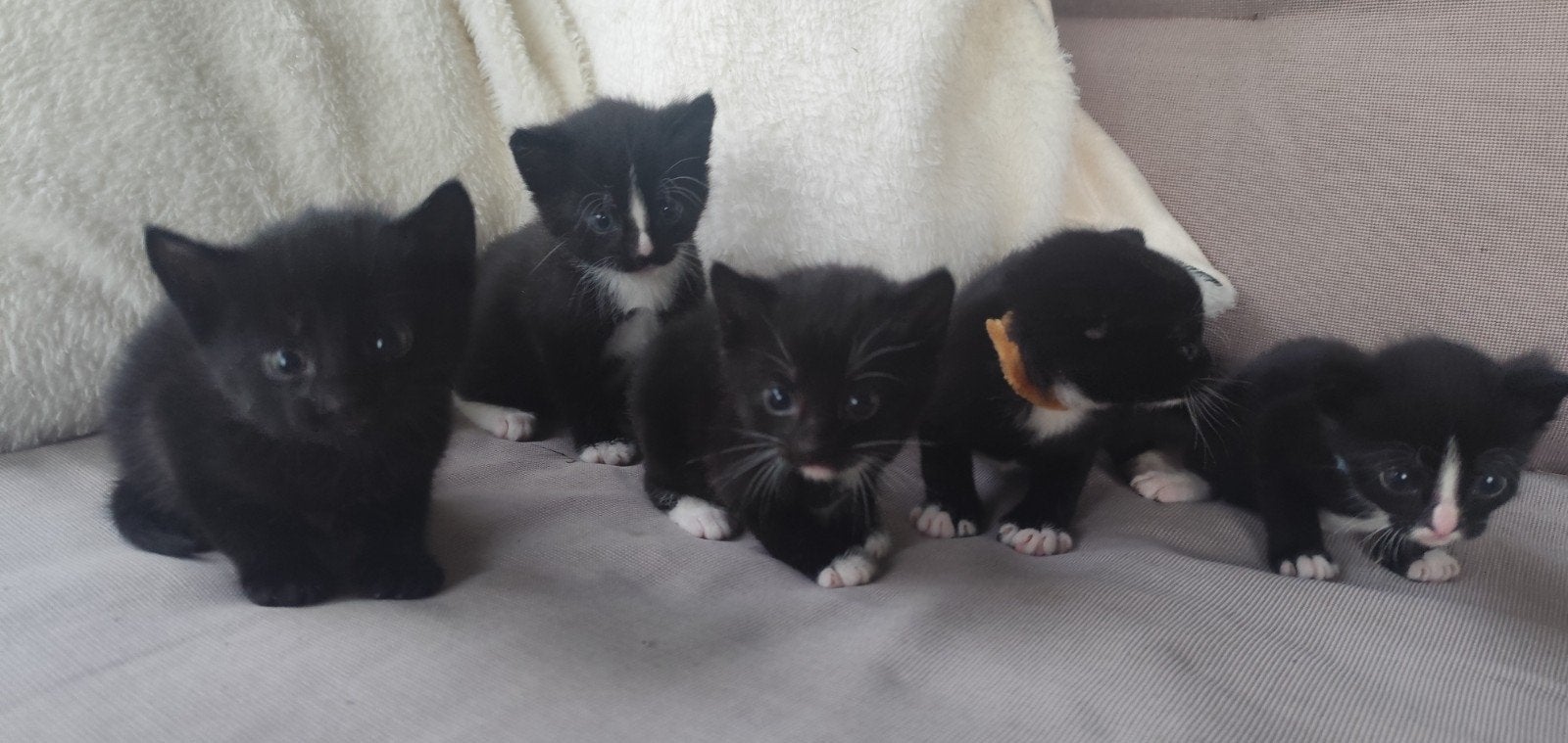 5 kittens (vanaf 19 juni ophalen), Meerdere dieren