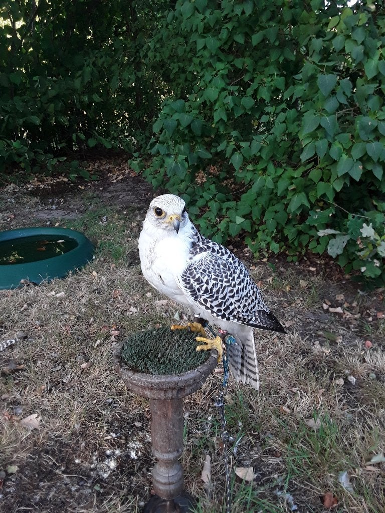 koppel Giersaker, Dieren en Toebehoren, Vogels | Overige Vogels, Meerdere dieren, Roofvogel