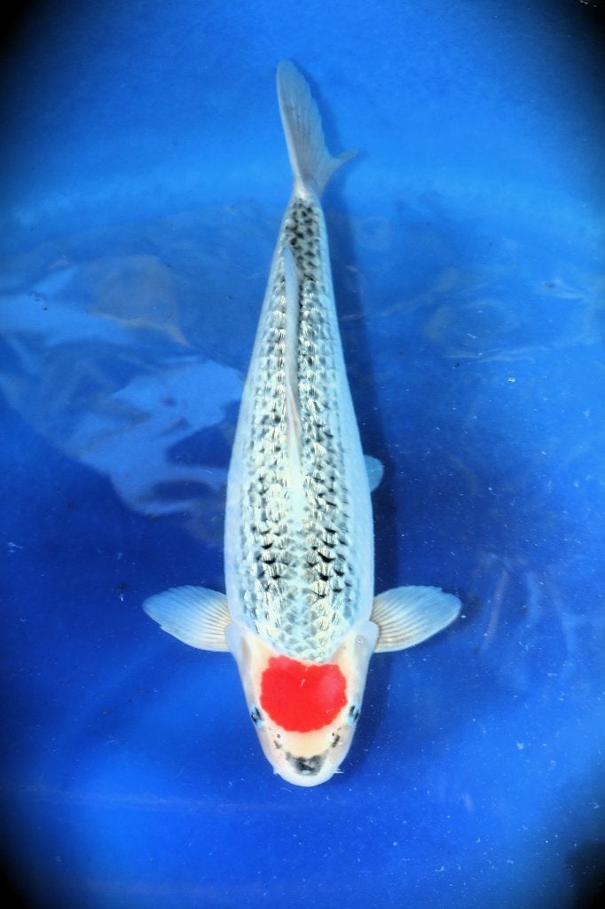 Tancho Goshiki Hiroi Japanse koi karper, Karper of Koi