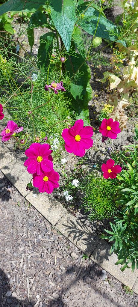 Cosmea Pinky (donkerroze), Ophalen of Verzenden, Voorjaar, Volle zon, Zaad