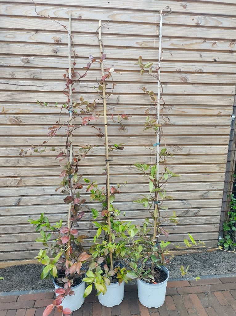 Toscaanse jasmijn 150-175 cm 3 stuks, Ophalen, Volle zon, Vaste plant, Klimplanten
