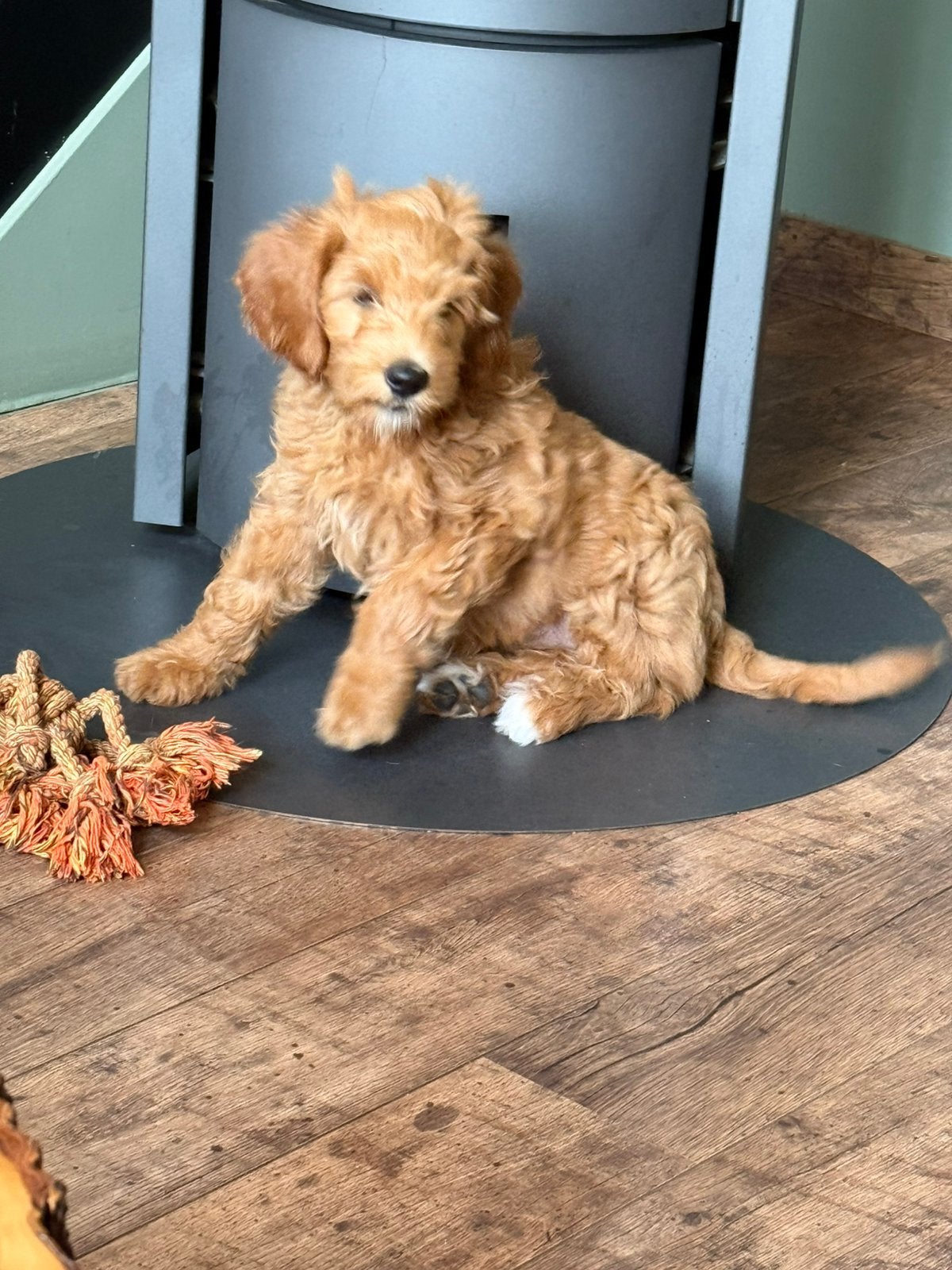 Prachtig Goldendoodle teefje F2, Parvo, Overige rassen, 8 tot 15 weken, Teef