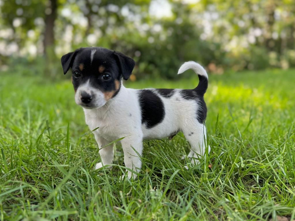 Jack Russel x boerenfox puppies, Parvo, Jack Russell Terriër, 8 tot 15 weken, Meerdere