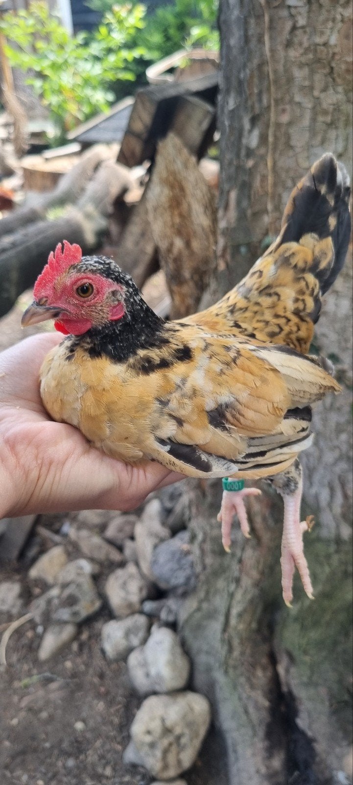 Serama haantje, Dieren en Toebehoren, Pluimvee, Mannelijk, Kip