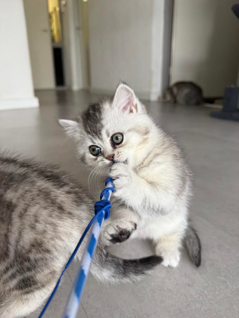 BRITSEKORTHAAR kitten, Kater, Met stamboom