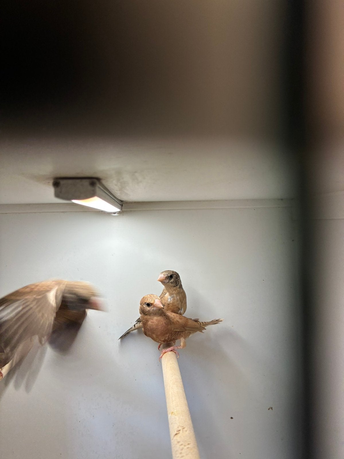 bandvinken van 2026, Meerdere dieren