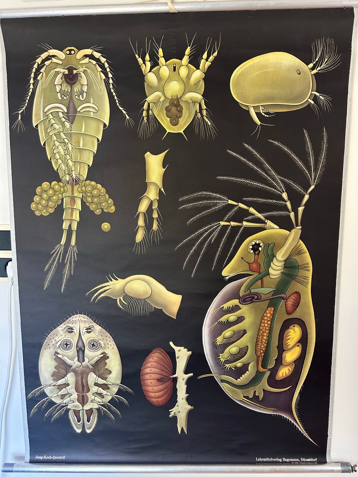 Schoolplaat: Zoetwaterplankton / Watervlo Jung-Koch-Quentell, Ophalen of Verzenden, Natuur en Biologie