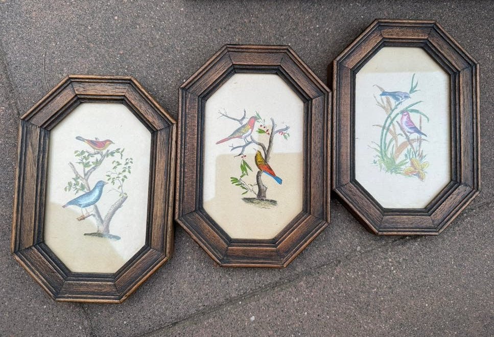 Set van 3 Vintage Ingelijste Vogelprenten Jaren 50/60  Retro, Ophalen of Verzenden