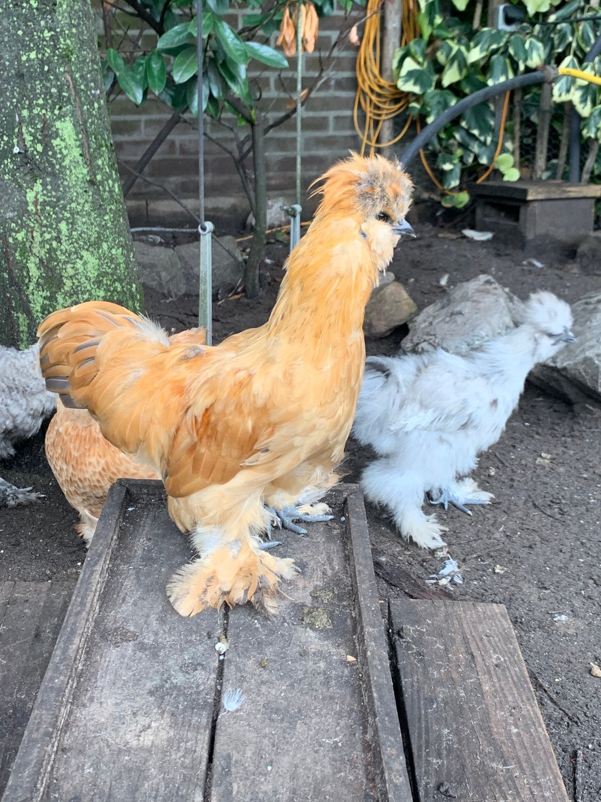 Zijdehoen haantje gladveer/satin, Dieren en Toebehoren, Pluimvee, Mannelijk, Kip