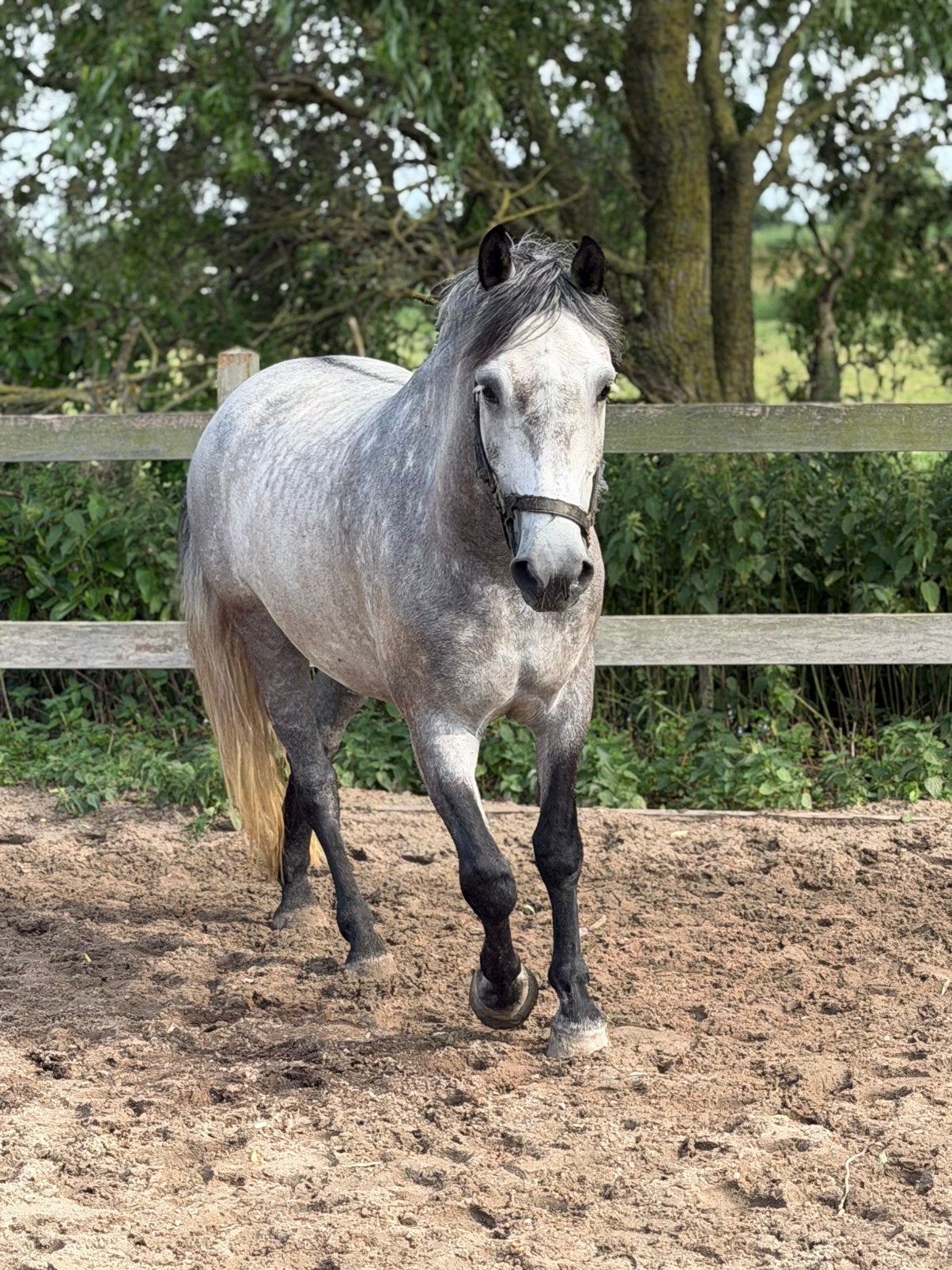 Grof gebouwde E ruin, Ruin, Recreatiepaard