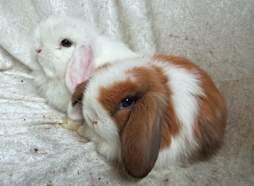 2 Fantastisch mooie lieve handtamme Minilop konijntjes, Dieren en Toebehoren, Konijnen, Mannelijk, Middelgroot, Hangoor